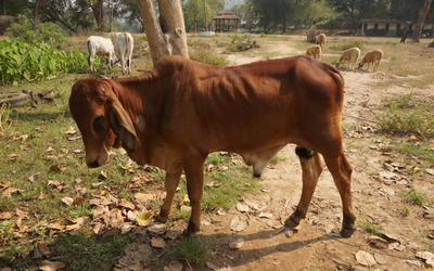 image for World Veterinary Day April 28th, 2018